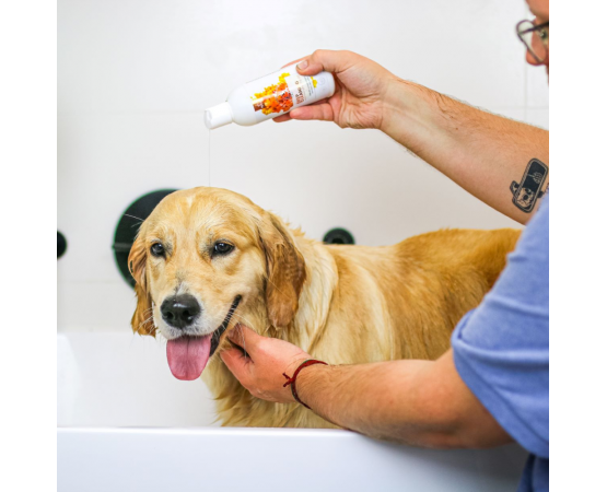 dlaczego szampon głęboko czyszczący dla psa
