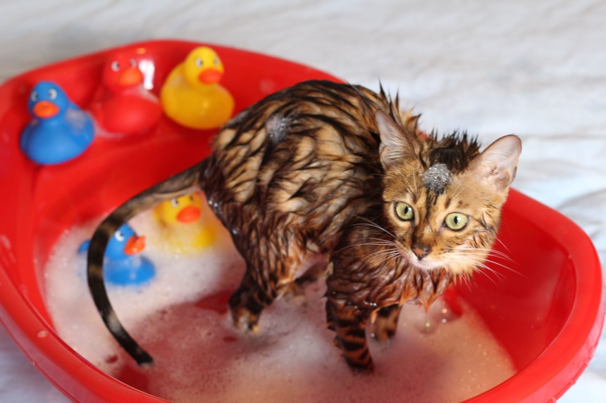 najlepszy szampon na pchły dla kota