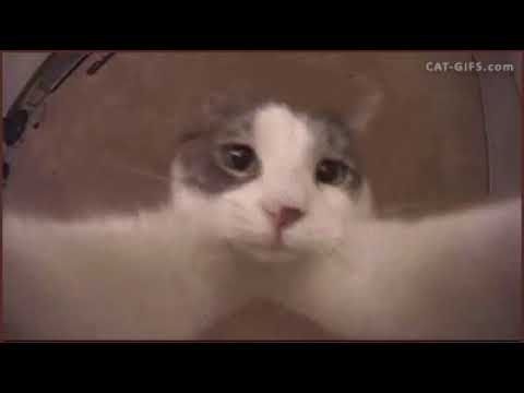 youtube plthe amazing cat huggi